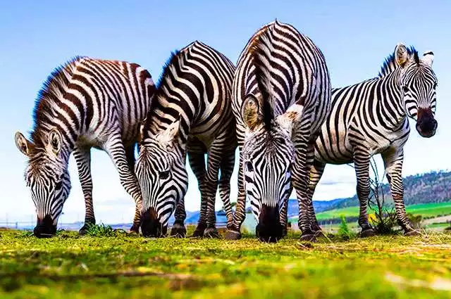 ABB Zoodoo Park in Hobart Tasmania